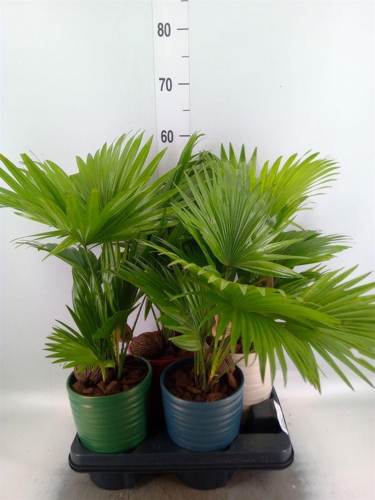 Горшечные цветы и растения оптом Livistona Rotundifolia от 4шт из Голландии с доставкой по России