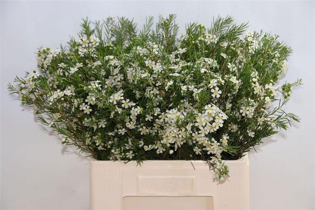 Срезанные цветы оптом Chamelaucium ofir от 100шт из Голландии с доставкой по России