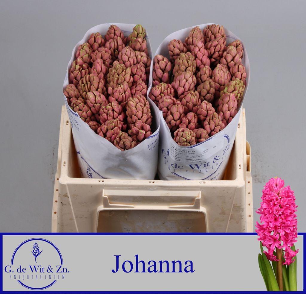 Срезанные цветы оптом Hyacinthus johanna от 50шт из Голландии с доставкой по России