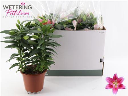 Горшечные цветы и растения оптом Lil Or Sunny Robyn 5pp Min 12 Bloemen+ от 5шт из Голландии с доставкой по России