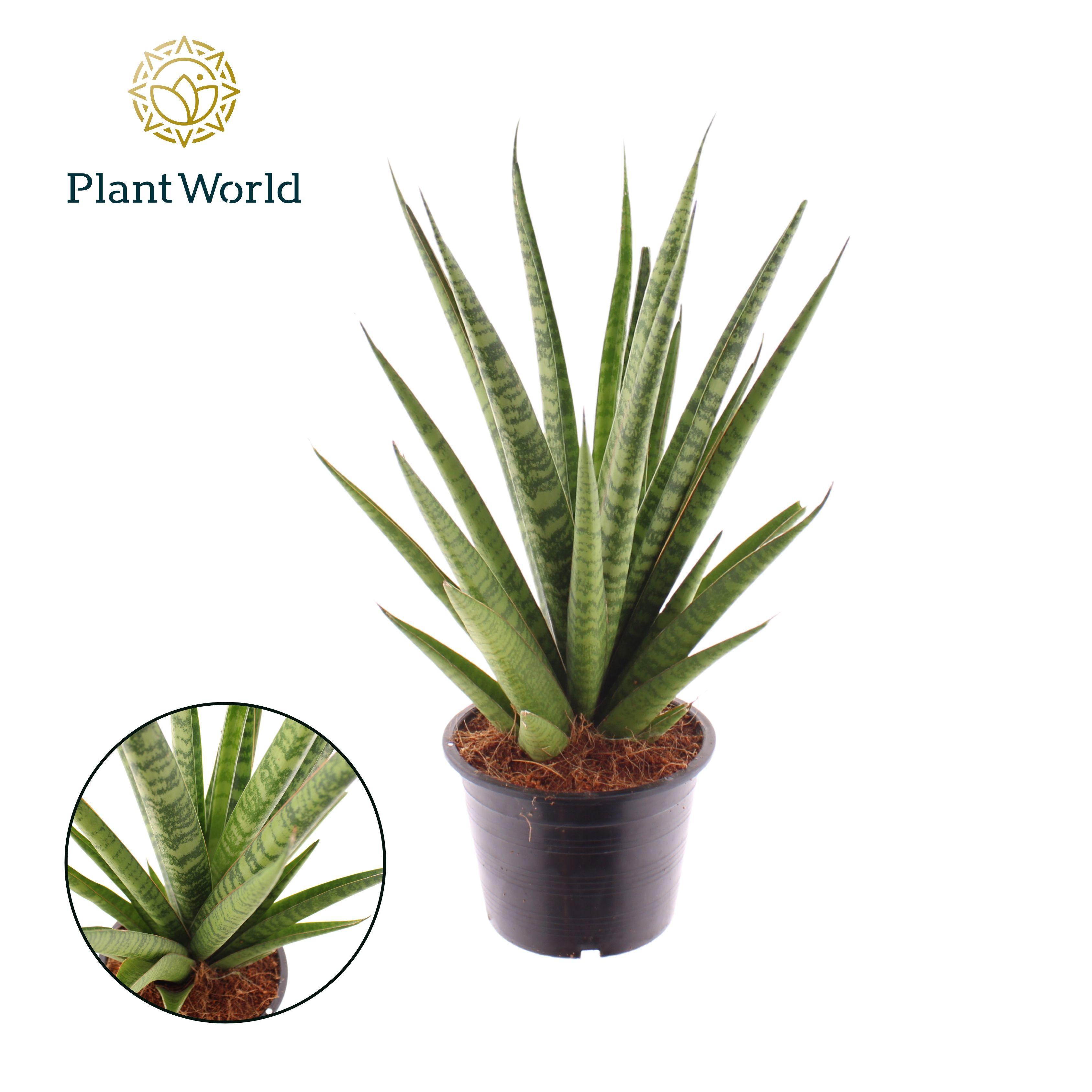 Горшечные цветы и растения оптом Sansevieria Trifciata Pineapple от 7шт из Голландии с доставкой по России