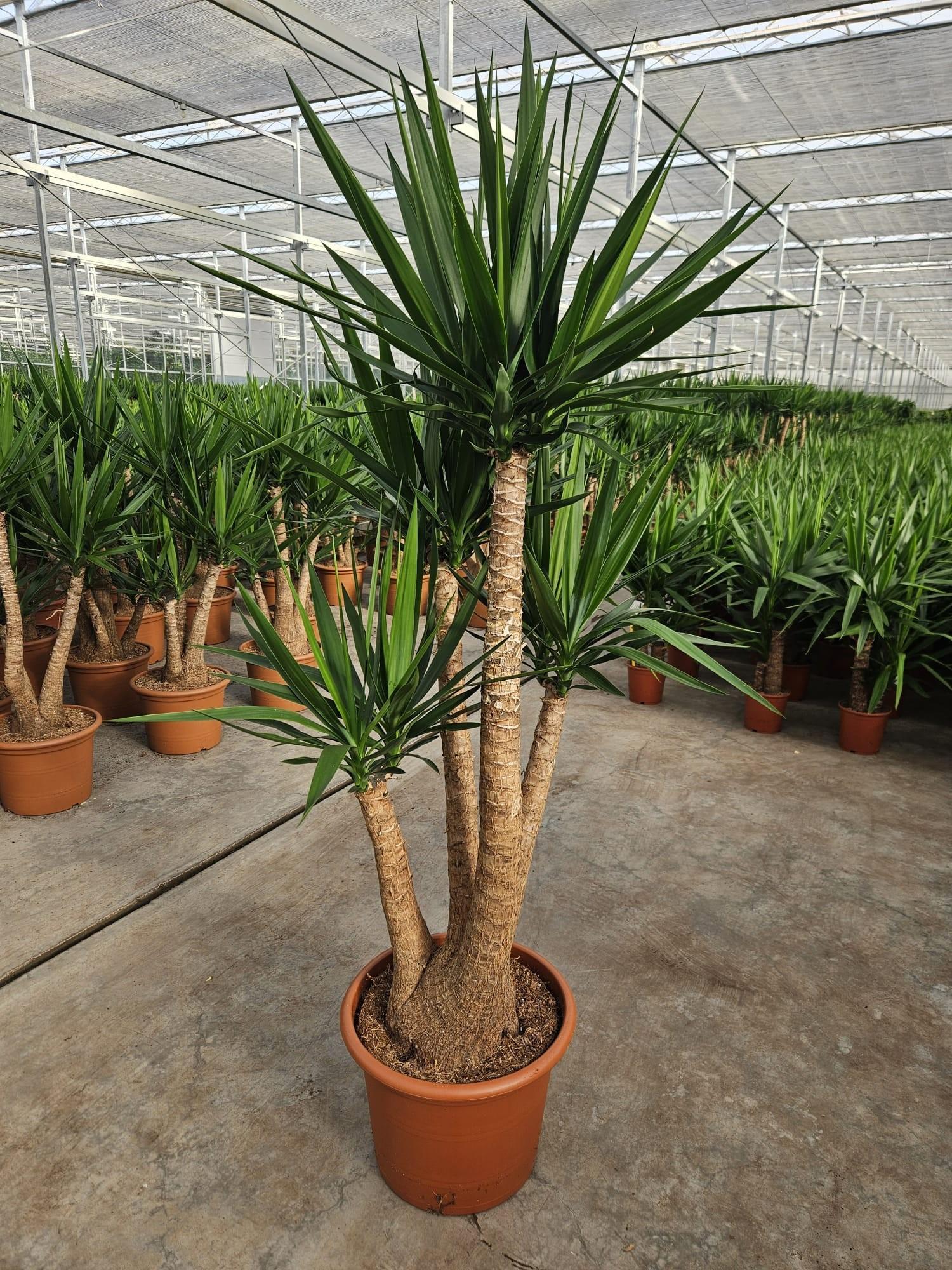 Горшечные цветы и растения оптом Yucca Elephantipes 3 Arms от 1шт из Голландии с доставкой по России