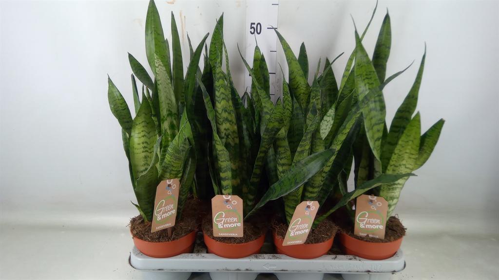 Горшечные цветы и растения оптом Sansevieria Zeylanica от 7шт из Голландии с доставкой по России