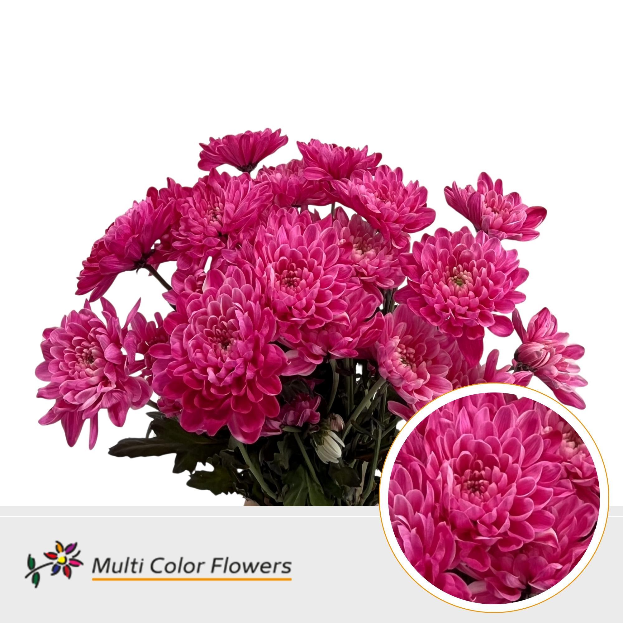 Срезанные цветы оптом Chrys sp paint altaj hot pink от 40шт из Голландии с доставкой по России