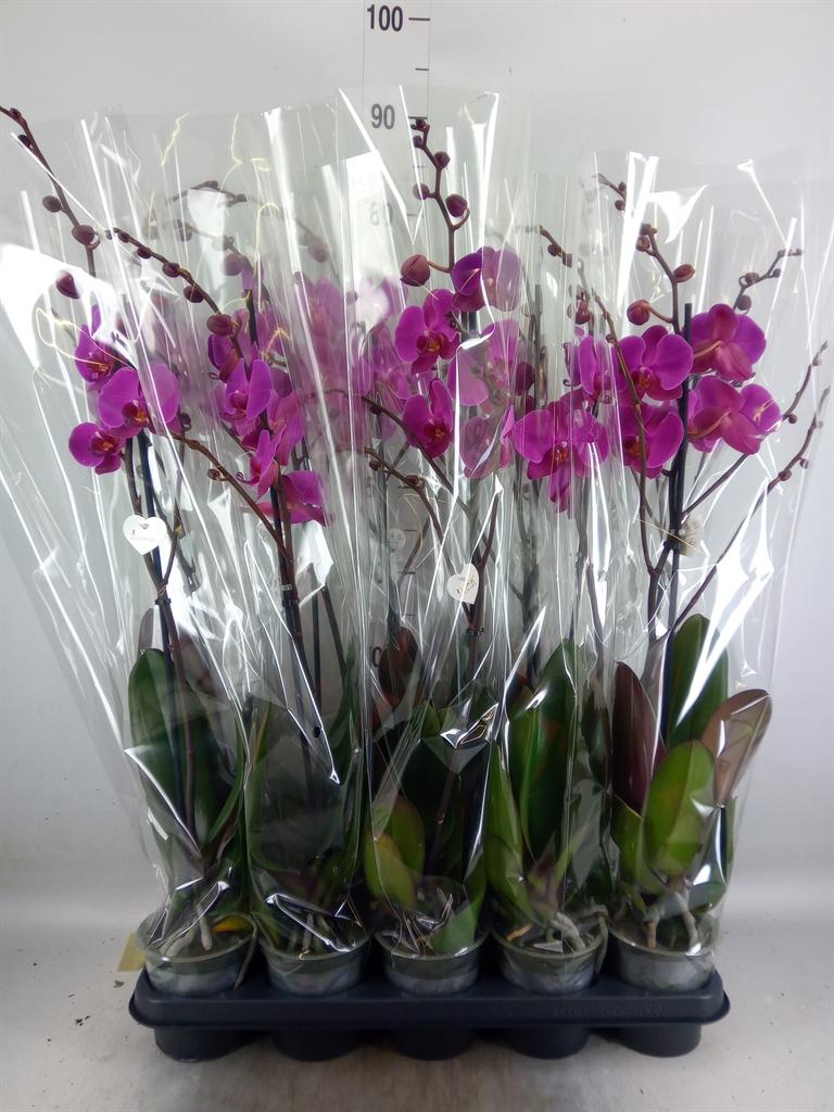 Горшечные цветы и растения оптом Phalaenopsis   ...lilac от 10шт из Голландии с доставкой по России