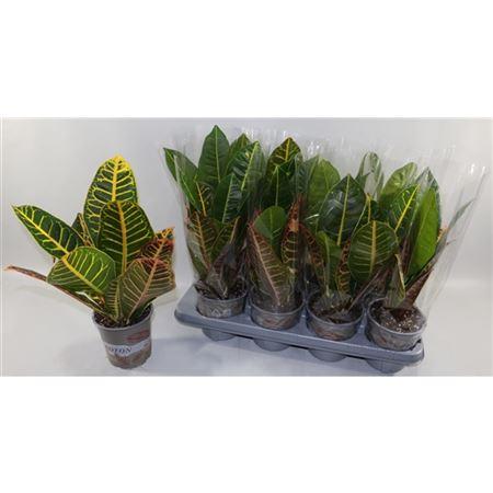 Горшечные цветы и растения оптом Codiaeum Petra In Sleeve от 8шт из Голландии с доставкой по России