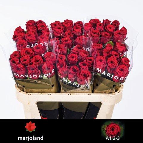 Срезанные цветы оптом Rosa large red naomi! A от 60шт из Голландии с доставкой по России