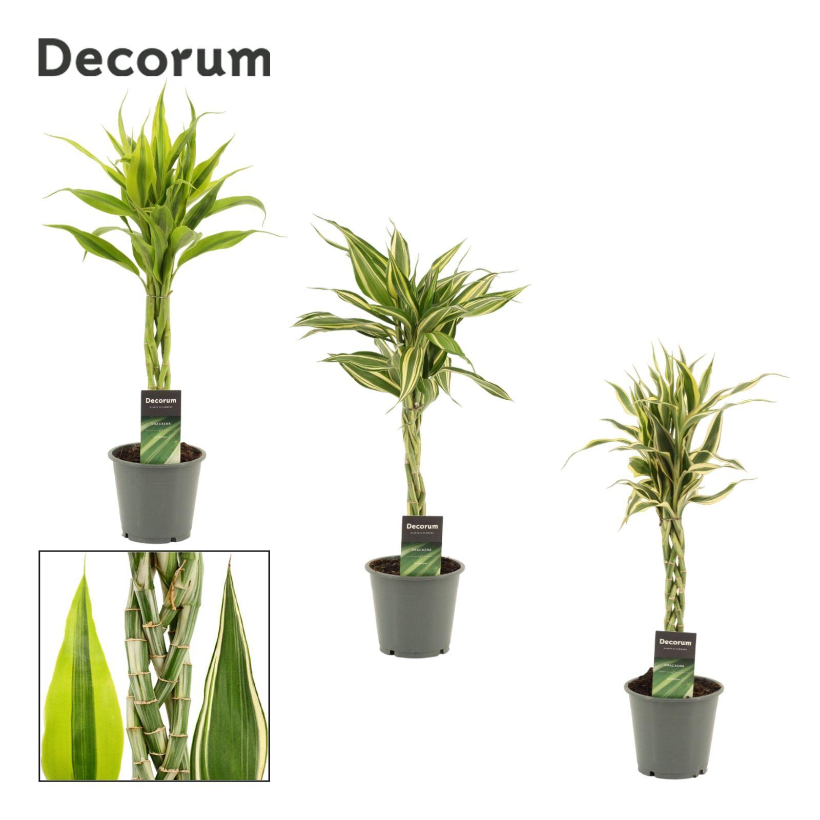 Горшечные цветы и растения оптом Drac Sanderiana Twist Mix (decorum) от 10шт из Голландии с доставкой по России