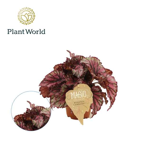 Горшечные цветы и растения оптом Begonia Rex Lambada от 6шт из Голландии с доставкой по России