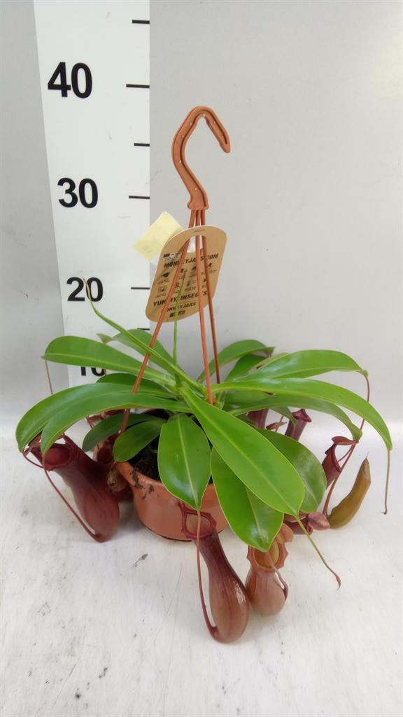 Горшечные цветы и растения оптом Nepenthes Alata от 1шт из Голландии с доставкой по России