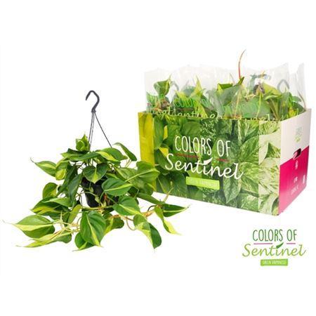 Горшечные цветы и растения оптом Philodendron Scandens Brasil Hang от 4шт из Голландии с доставкой по России