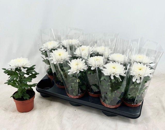 Горшечные цветы и растения оптом Chrys Supnova White от 12шт из Голландии с доставкой по России