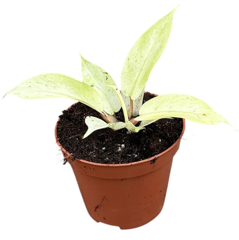 Горшечные цветы и растения оптом Philodendron Snowdrift от 1шт (для телеги) из Голландии с доставкой по России