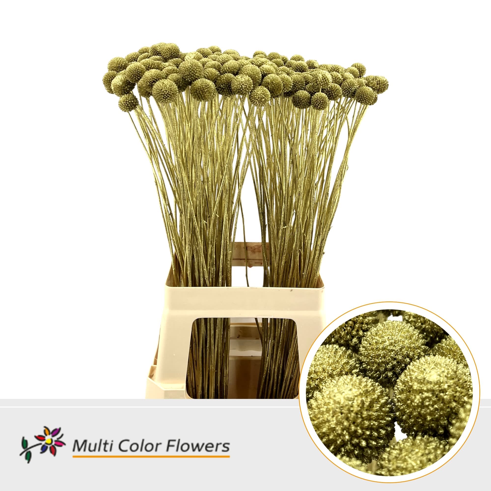 Срезанные цветы оптом Craspedia paint gold от 200шт из Голландии с доставкой по России