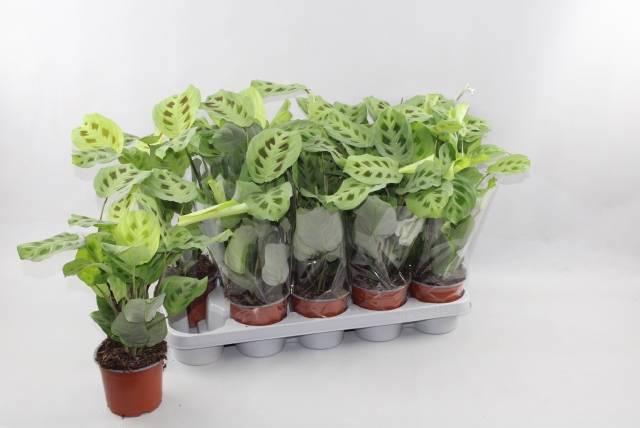 Горшечные цветы и растения оптом Maranta Kerchoveana от 10шт из Голландии с доставкой по России