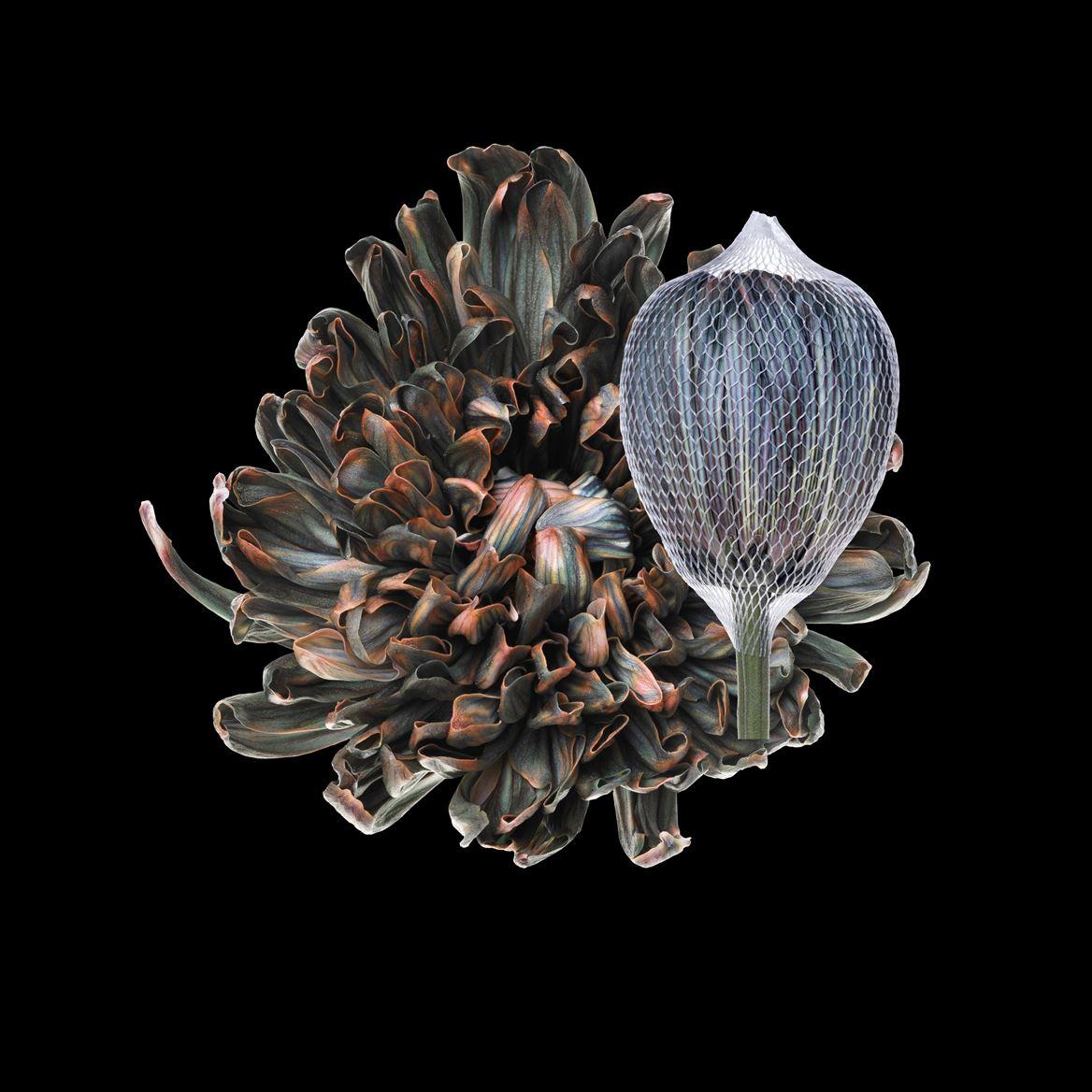 Срезанные цветы оптом Chrys bl paint antonov gothic orange от 40шт из Голландии с доставкой по России