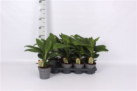 Горшечные цветы и растения оптом Palmata Jungle Drums * Novelty * Spring Deal * от 8шт из Голландии с доставкой по России