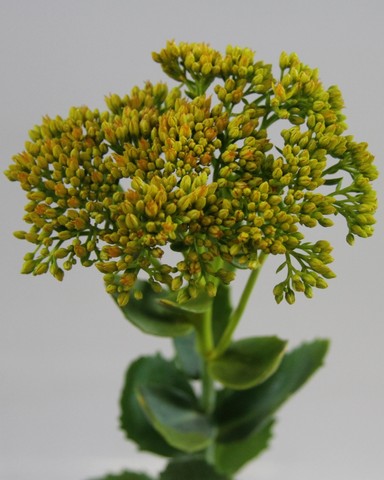 Срезанные цветы оптом Sedum paint yellow от 25шт из Голландии с доставкой по России