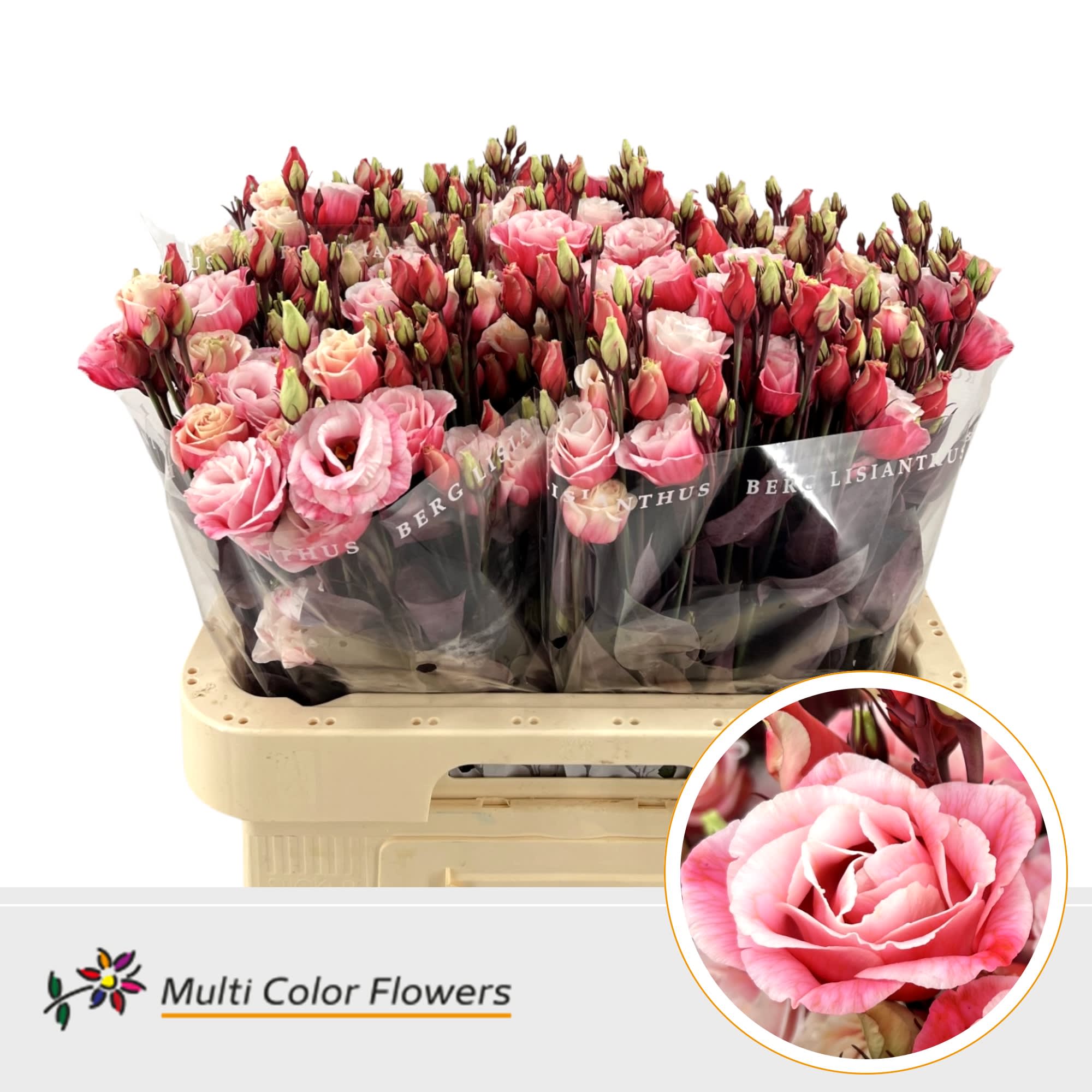 Срезанные цветы оптом Lisianthus do paint explosion от 40шт из Голландии с доставкой по России