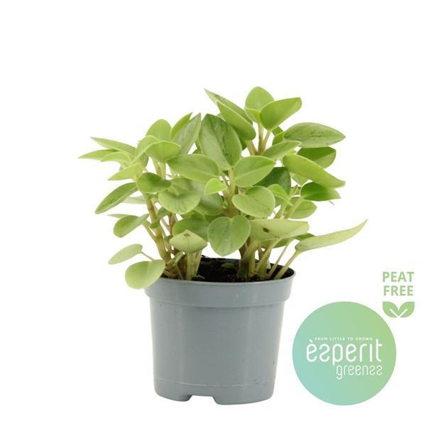 Горшечные цветы и растения оптом Peperomia Pixie Variegated Lime от 21шт (для телеги) из Голландии с доставкой по России