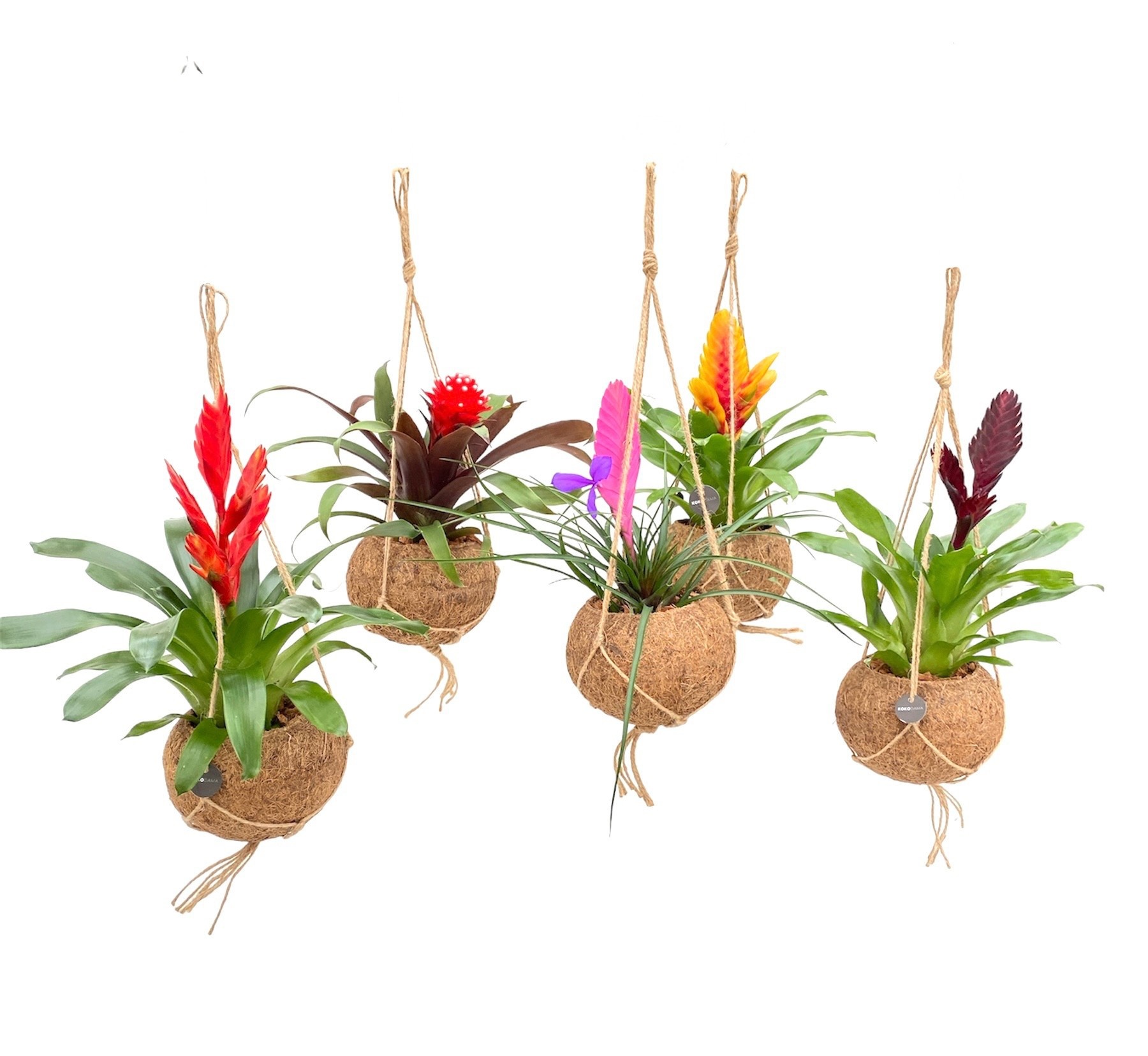 Горшечные цветы и растения оптом Bromelia Gem от 8шт из Голландии с доставкой по России