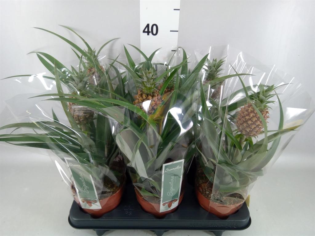 Горшечные цветы и растения оптом Ananas rosita A от 6шт из Голландии с доставкой по России