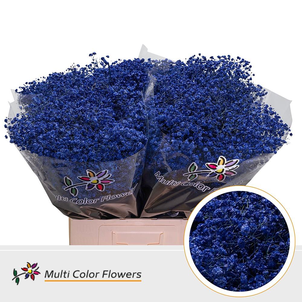 Срезанные цветы оптом Gyps large paint blue dark от 100шт из Голландии с доставкой по России