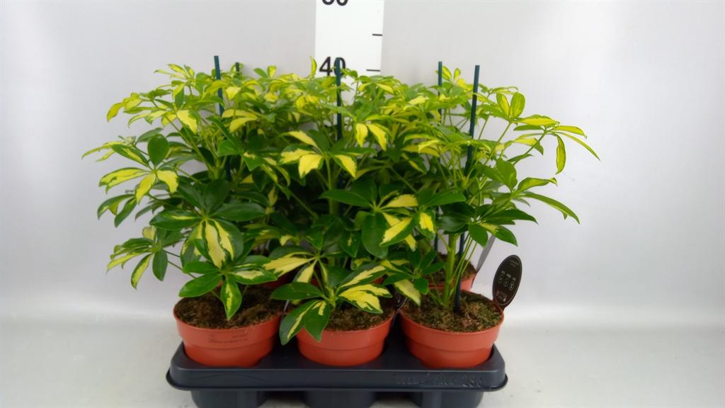 Горшечные цветы и растения оптом Schefflera Arbor. gerda от 6шт из Голландии с доставкой по России