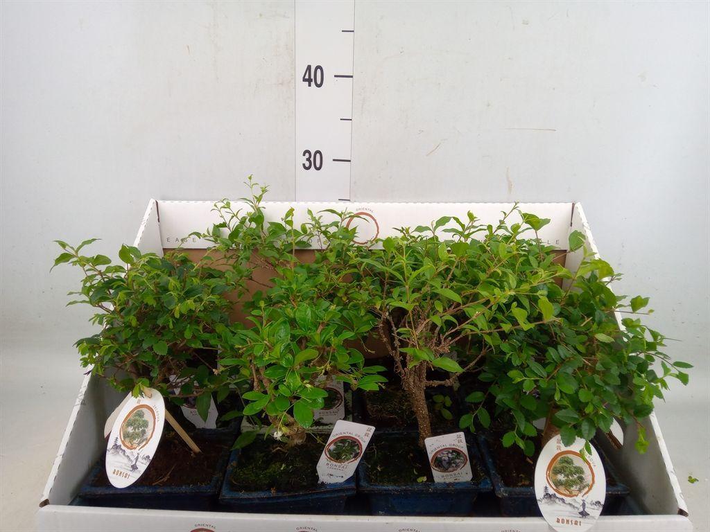 Горшечные цветы и растения оптом Bonsai   ...mix от 12шт из Голландии с доставкой по России