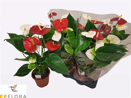 Горшечные цветы и растения оптом Anthu An Gem In Pot Rood/white 6+ от 6шт из Голландии с доставкой по России