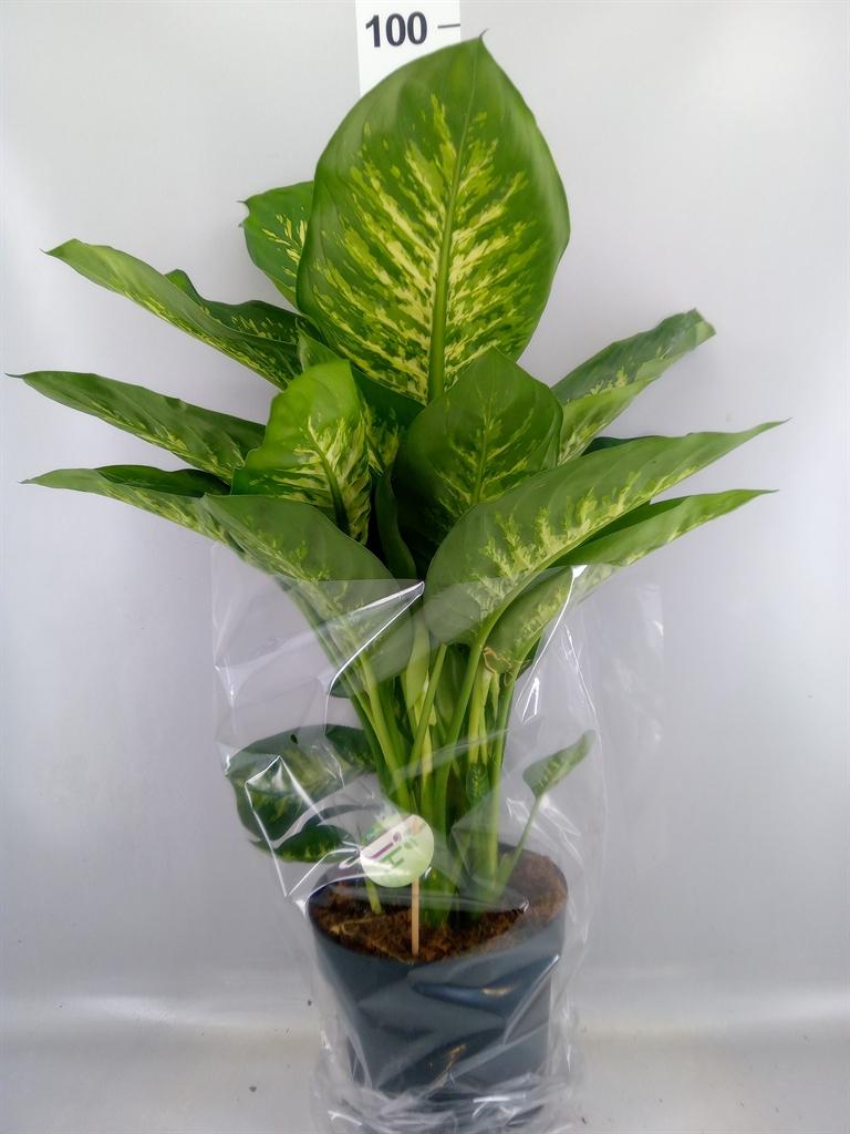Горшечные цветы и растения оптом Dieffenbachia Seg. reeva A от 1шт из Голландии с доставкой по России