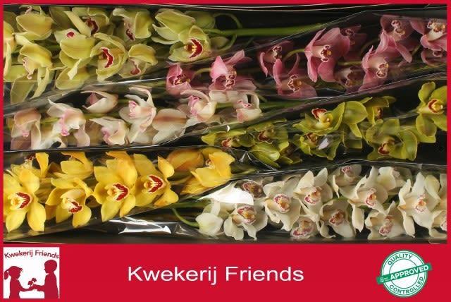 Срезанные цветы оптом Cymbidium mix от 6шт..... из Голландии с доставкой по России