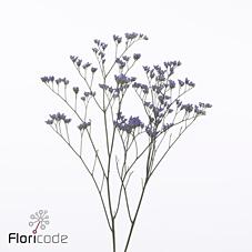 Срезанные цветы оптом Limonium utah blue от 800шт из Голландии с доставкой по России