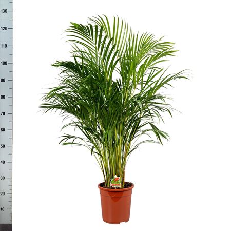 Горшечные цветы и растения оптом Dypsis Lutescens 25+ от 1шт из Голландии с доставкой по России