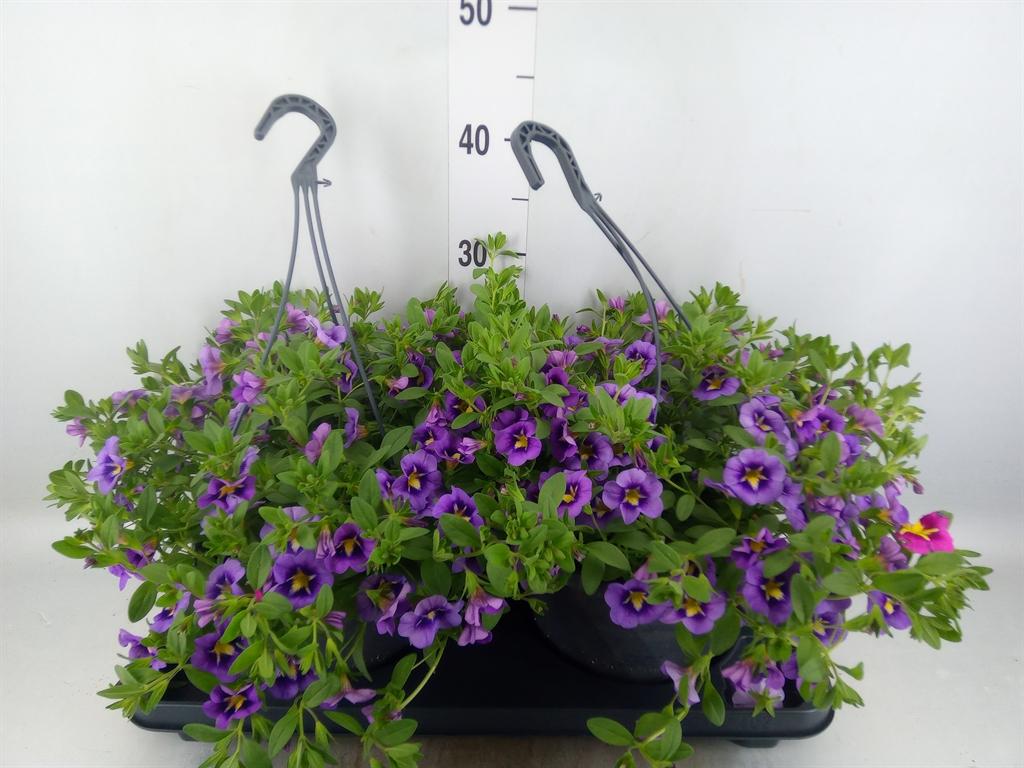 Горшечные цветы и растения оптом Calibrachoa   ...mix от 2шт из Голландии с доставкой по России