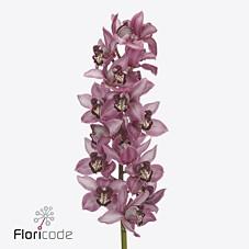 Срезанные цветы оптом Cymbidium pink kensi от 9шт из Голландии с доставкой по России