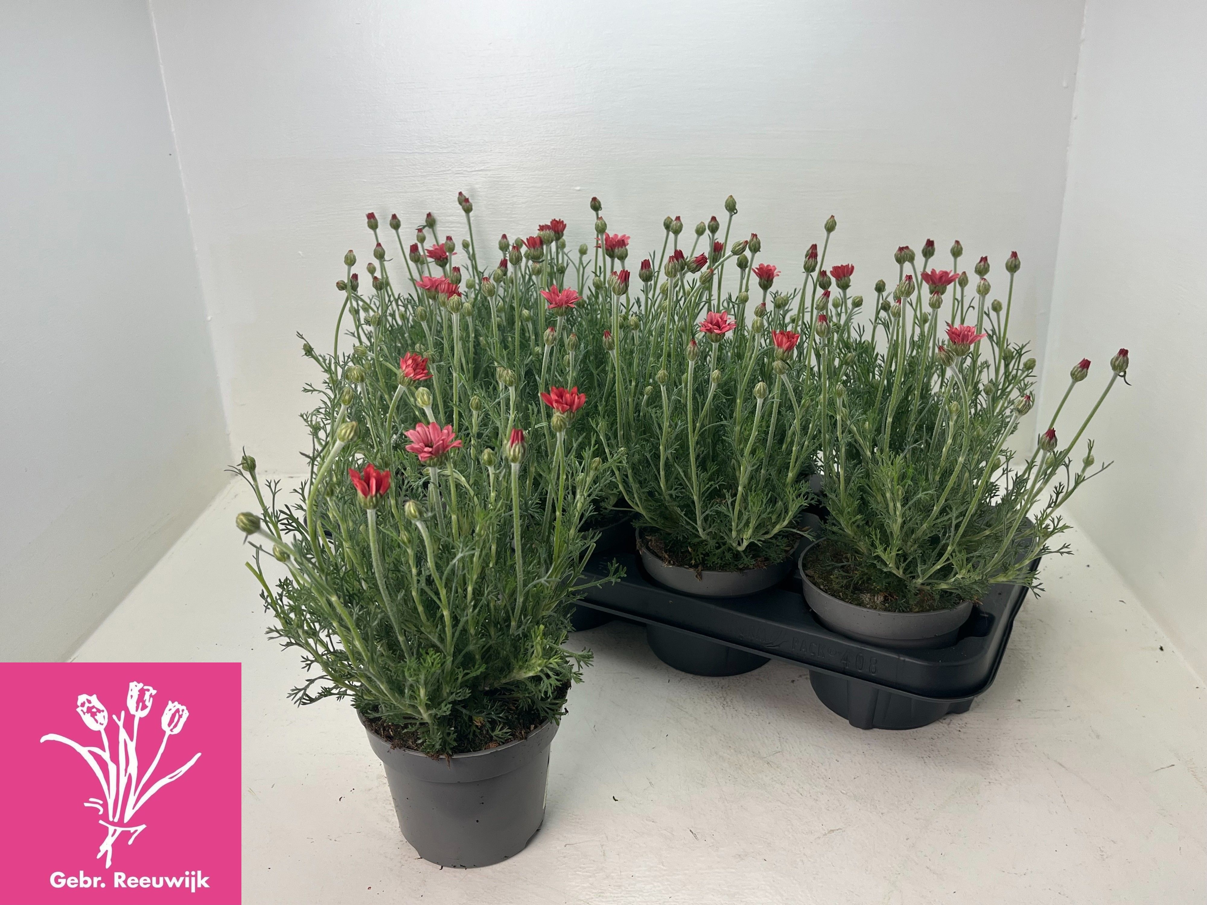 Горшечные цветы и растения оптом Rhodan H Zagora Pink от 8шт из Голландии с доставкой по России