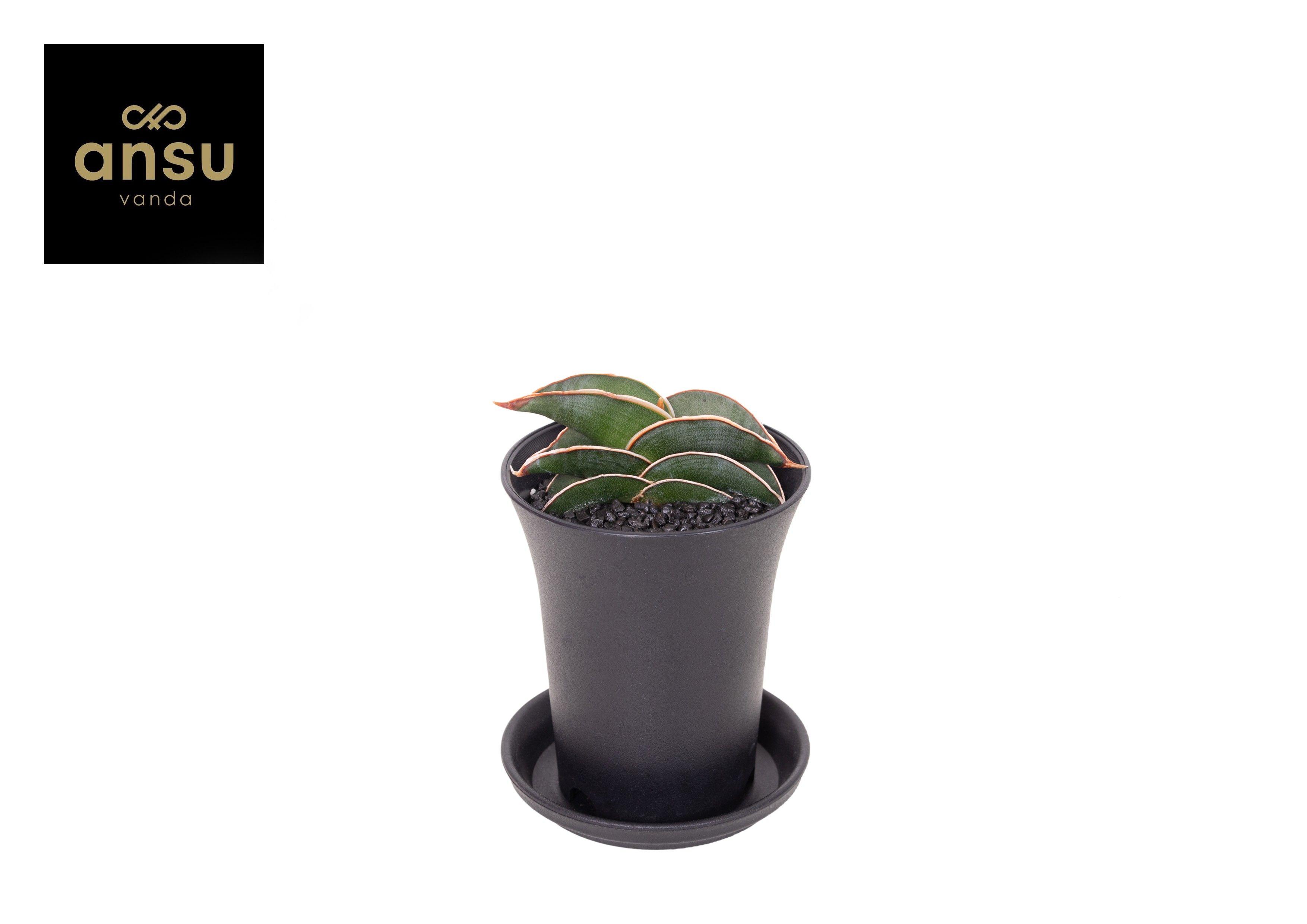 Горшечные цветы и растения оптом Sansevieria Almond Silver Sweet In Sierpot от 9шт (для телеги) из Голландии с доставкой по России