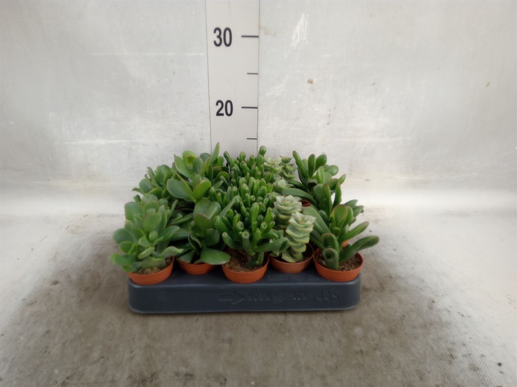 Горшечные цветы и растения оптом Crassula   ...mix от 20шт из Голландии с доставкой по России