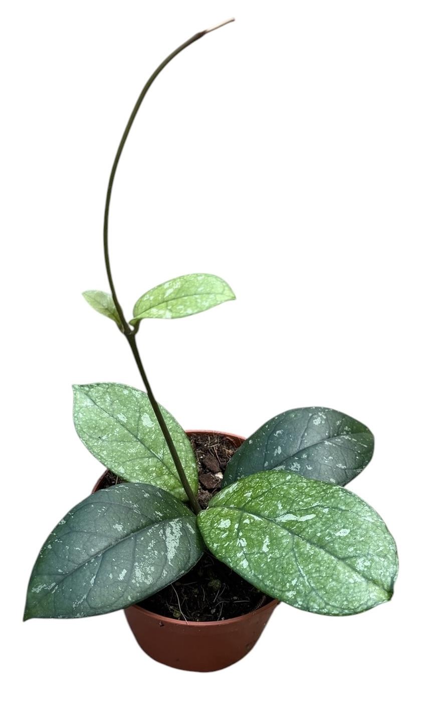 Горшечные цветы и растения оптом Hoya Crassipetiolata Splash Round Leaf от 1шт (для телеги) из Голландии с доставкой по России