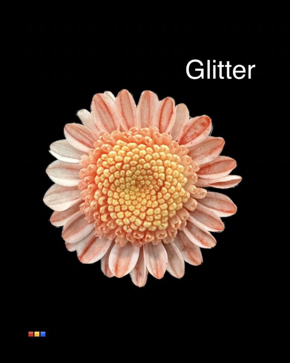 Срезанные цветы оптом Chrys sp paint stallion dusty red + glit от 60шт из Голландии с доставкой по России