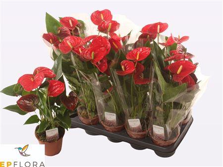 Горшечные цветы и растения оптом Anthu A Jambo Red 5 Bloemen+ от 10шт из Голландии с доставкой по России