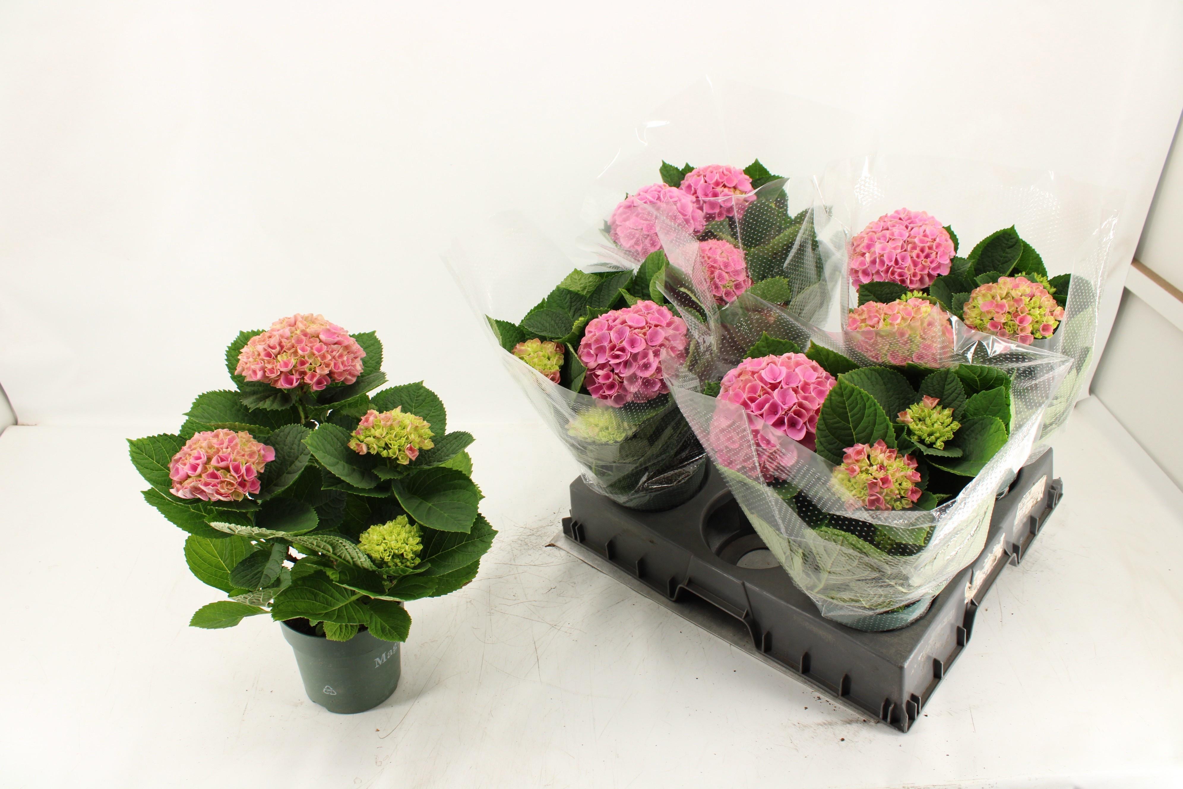 Горшечные цветы и растения оптом Hydr M Mag Evolution от 5шт из Голландии с доставкой по России