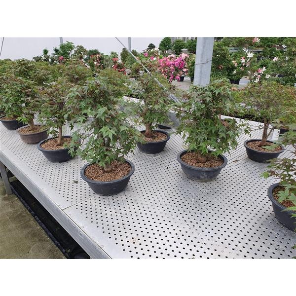 Горшечные цветы и растения оптом Bonsai Cer Palmatum Deshojo от 2шт из Голландии с доставкой по России