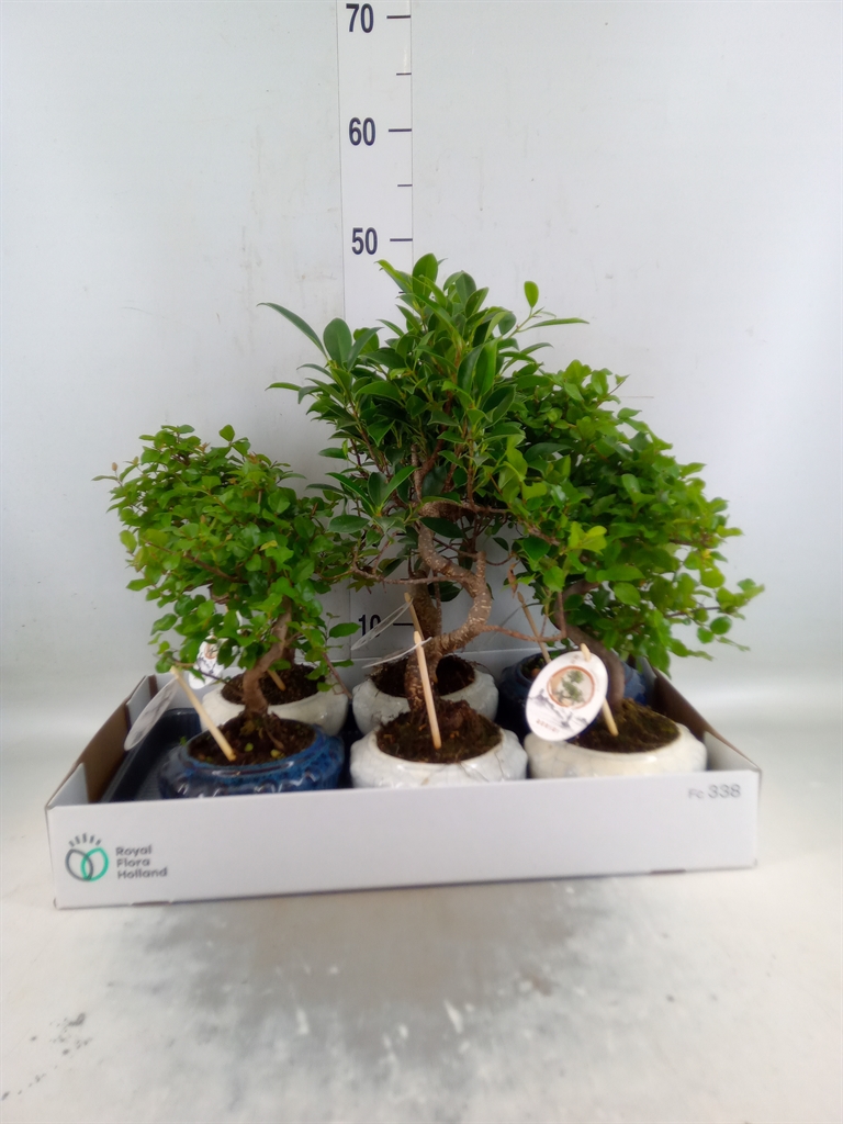 Горшечные цветы и растения оптом Bonsai   ...mix от 6шт из Голландии с доставкой по России