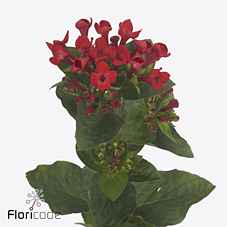 Срезанные цветы оптом Bouvardia si red passion от 50шт из Голландии с доставкой по России