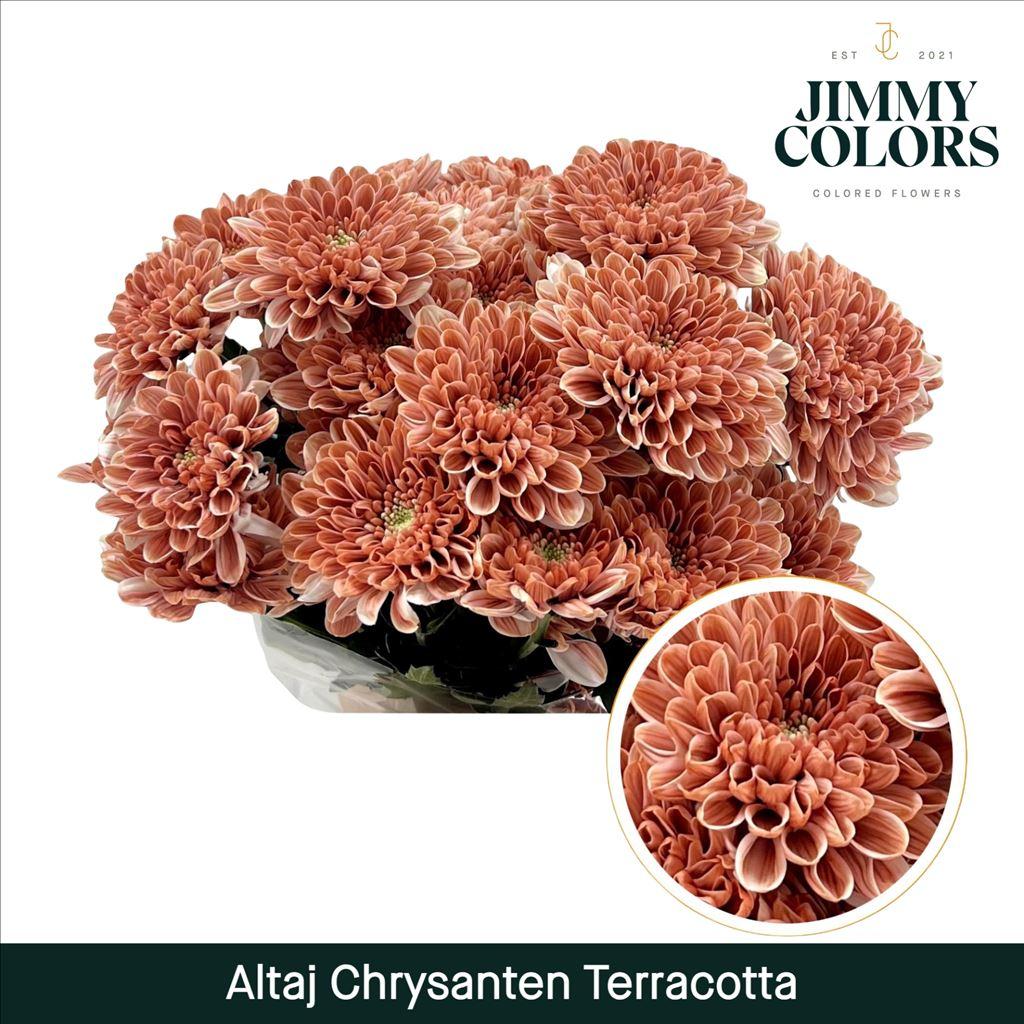 Срезанные цветы оптом Chrys sp paint altaj terracotta от 40шт из Голландии с доставкой по России