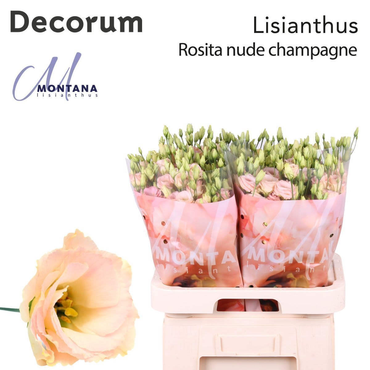 Срезанные цветы оптом Lisianthus do rosita champagne от 40шт из Голландии с доставкой по России