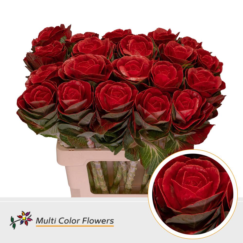 Срезанные цветы оптом Brassica paint red от 30шт из Голландии с доставкой по России