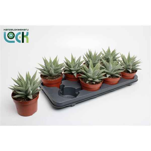 Горшечные цветы и растения оптом Haworthia Spider White от 6шт из Голландии с доставкой по России